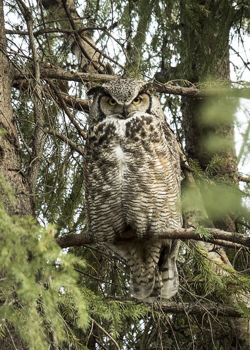 Alaska Greeting Card featuring the photograph Great Horned #1 by Ian Johnson