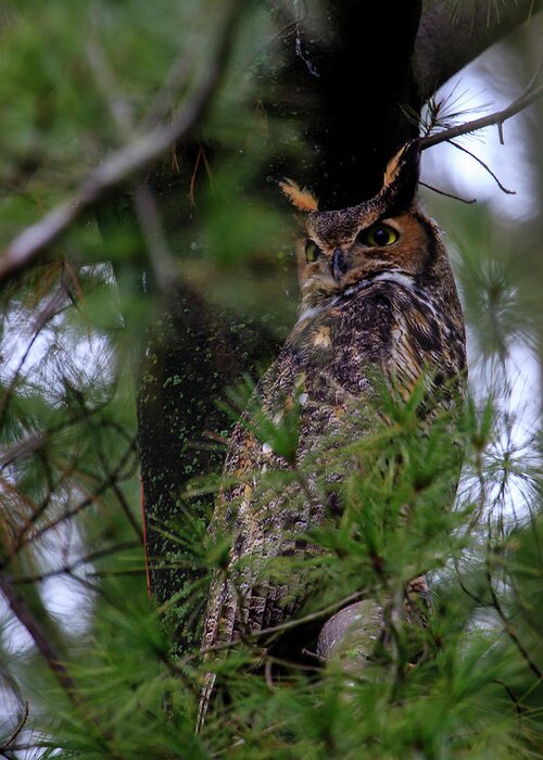 Bird Greeting Card featuring the photograph Great Horned Owl #1 by Gary Hall