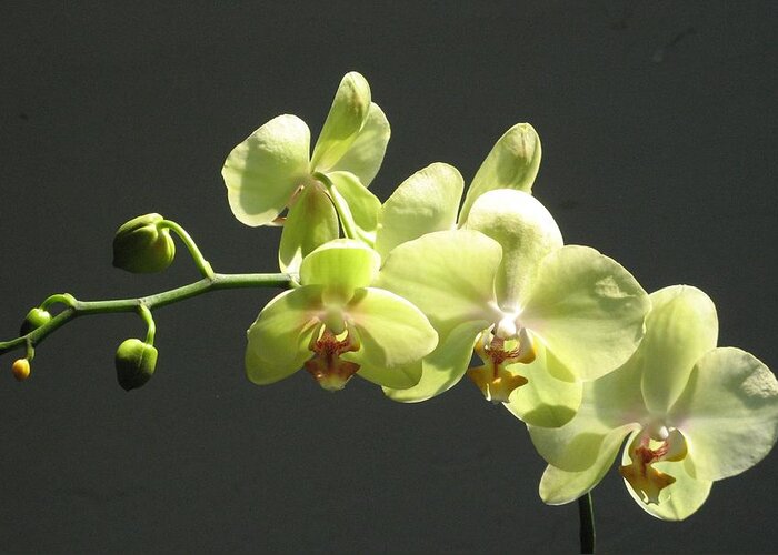 Yellow Greeting Card featuring the photograph Green Orchid #1 by Alfred Ng