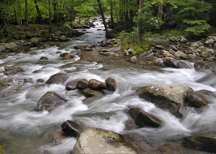 Little Pigeon River Greeting Card featuring the photograph Greenbrier in the Great Smoky Mountains #1 by Darrell Young
