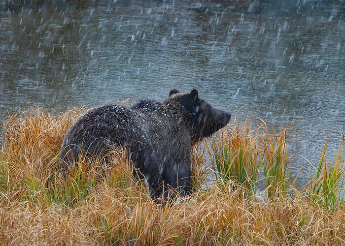 Mark Miller Photos Greeting Card featuring the photograph Grizzly in Falling Snow #1 by Mark Miller