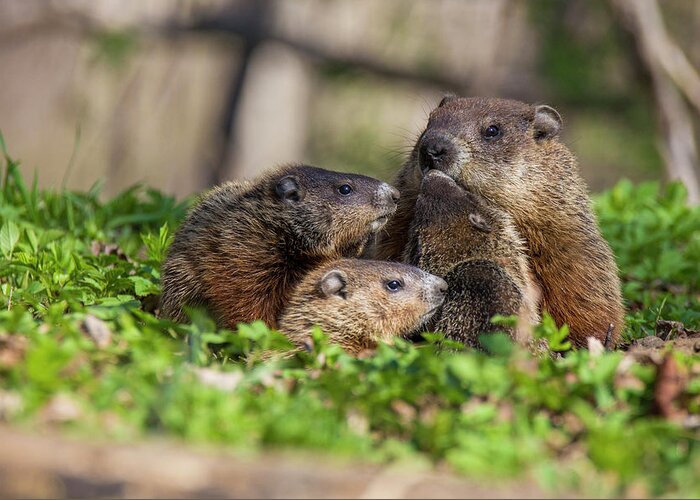 Groundhog Greeting Card featuring the photograph Happy Family #2 by Mircea Costina Photography