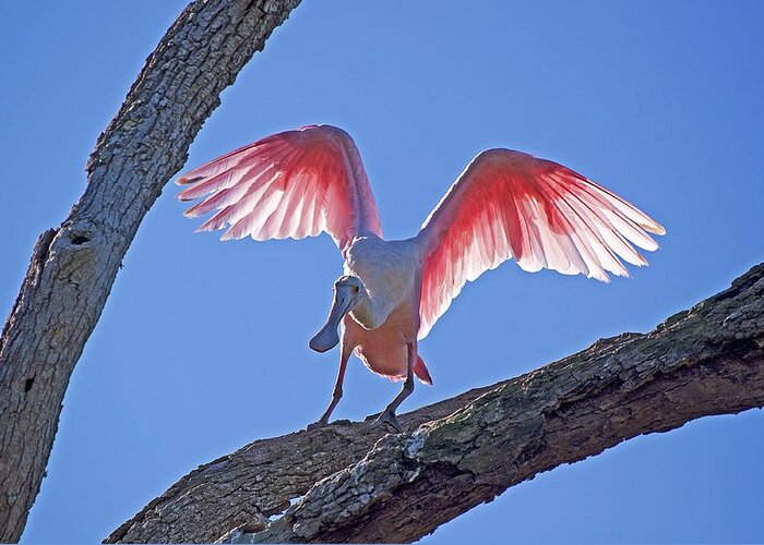 Wildlife Greeting Card featuring the photograph Happy Spoonbill #1 by Kenneth Albin