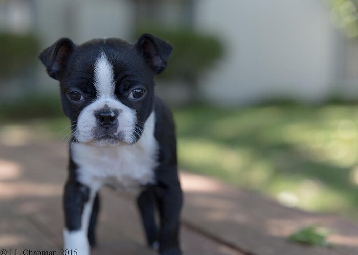 Boston Terrier Greeting Card featuring the photograph Harley as a puppy #1 by Lora Lee Chapman