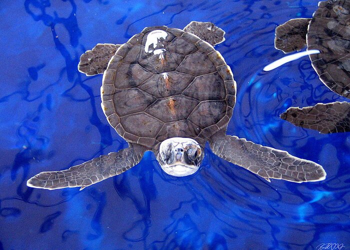 Turtle Greeting Card featuring the photograph Hatchling #1 by Jason Blalock