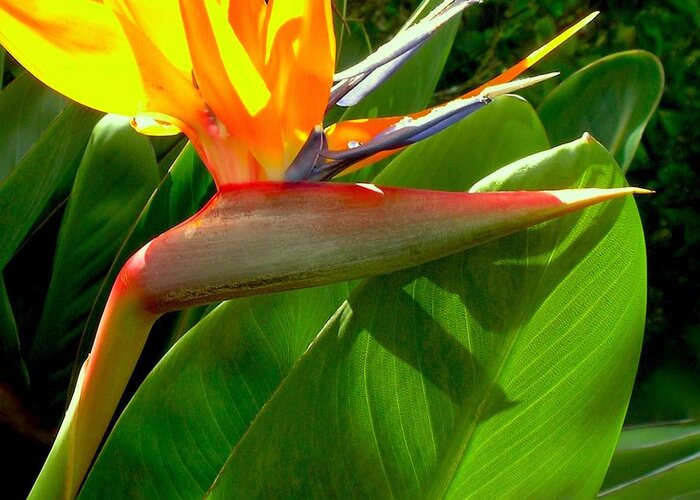 Bird Of Paradise Greeting Card featuring the photograph Hawaii Calling by James Temple