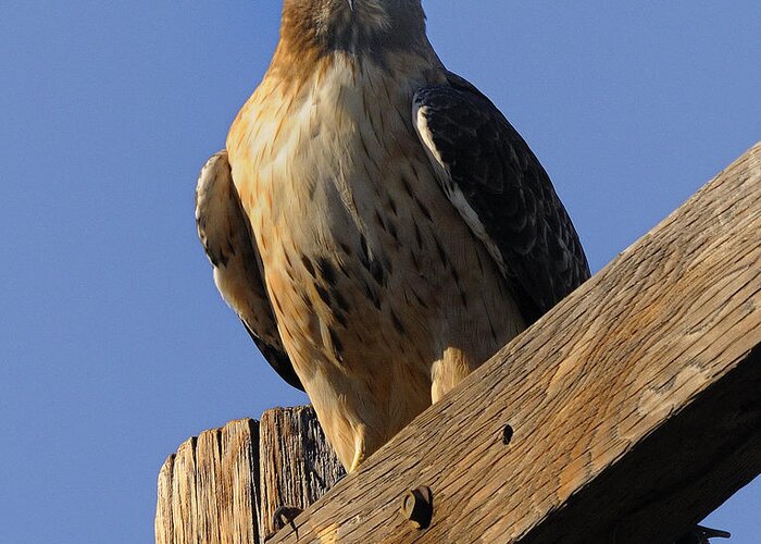 Hawk Greeting Card featuring the photograph Hawk by Marc Bittan