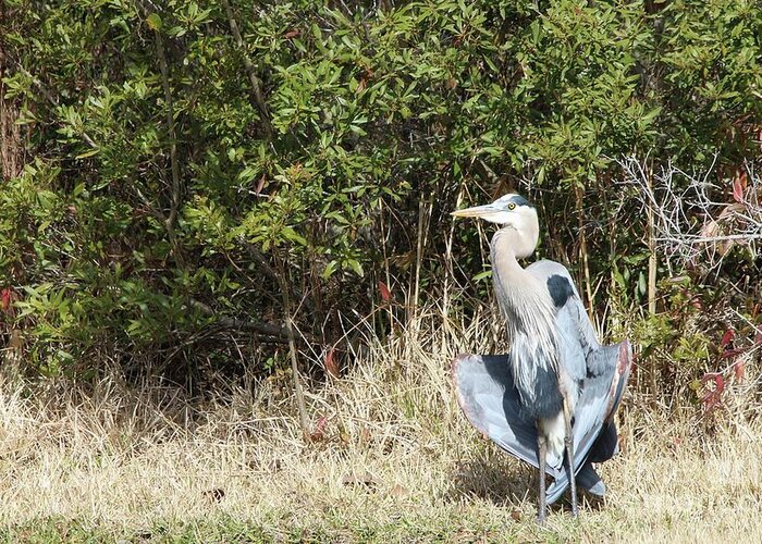 Heron Greeting Card featuring the photograph Henry the Heron #1 by Benanne Stiens