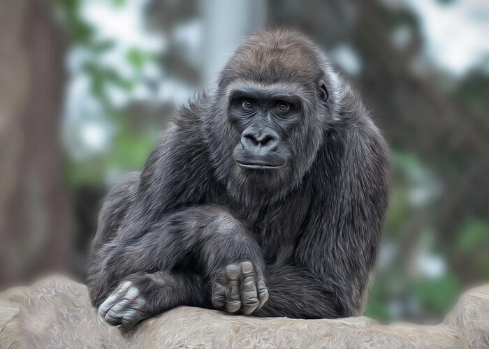 Gorilla Greeting Card featuring the photograph Here's Looking At You #1 by Liz Mackney