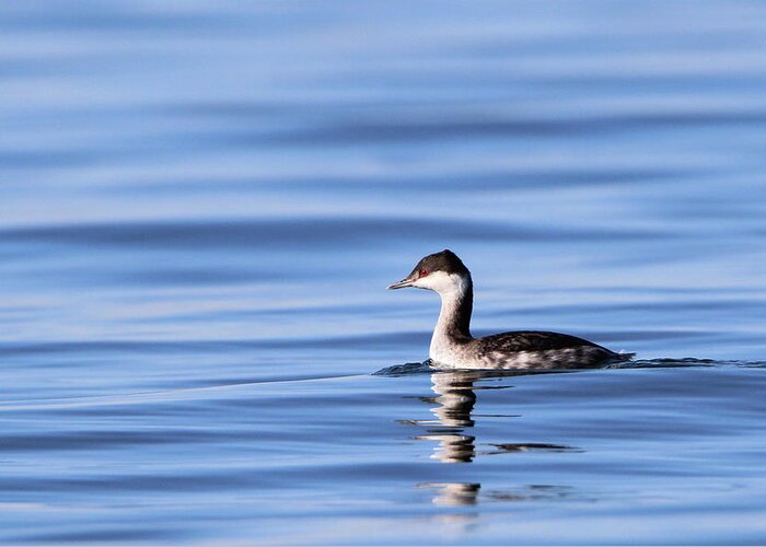 Horned Grebe Greeting Card featuring the photograph Horned Grebe Kings Park New York #1 by Bob Savage