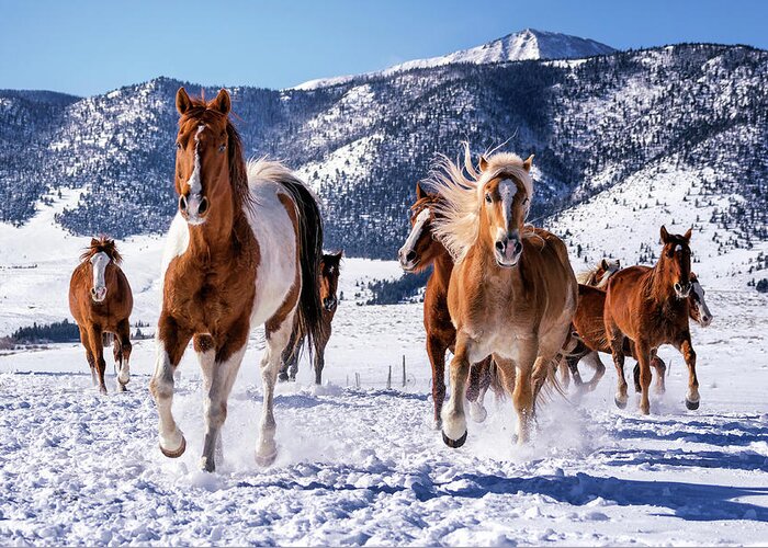 Horse Greeting Card featuring the photograph Horses Running in Snow #1 by David Soldano