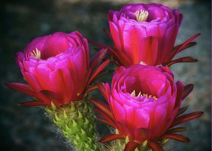 Hot Pink Torch Cactus Greeting Card featuring the photograph Hot PINK #1 by Saija Lehtonen