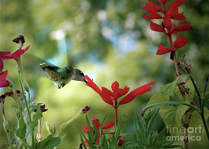 Color Photography Greeting Card featuring the photograph Hummingbird Delight #1 by Sue Stefanowicz