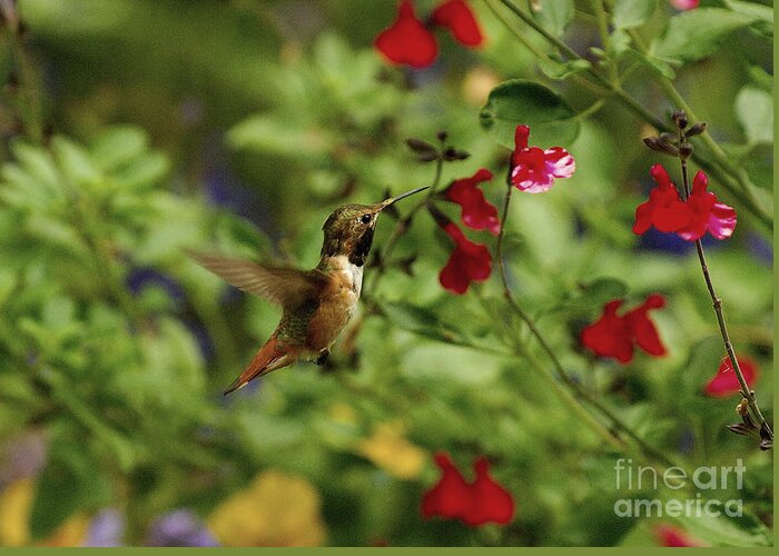 Hummingbird Greeting Card featuring the photograph Hummingbird #1 by Marc Bittan