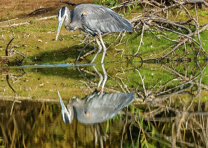 Heron Greeting Card featuring the photograph I see you by Jerry Cahill