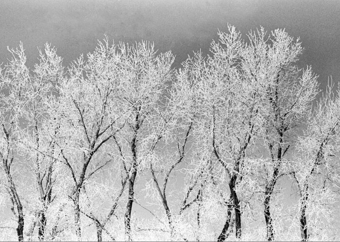 Trees Ice North Dakota Greeting Card featuring the photograph Ice Trees #1 by William Kimble