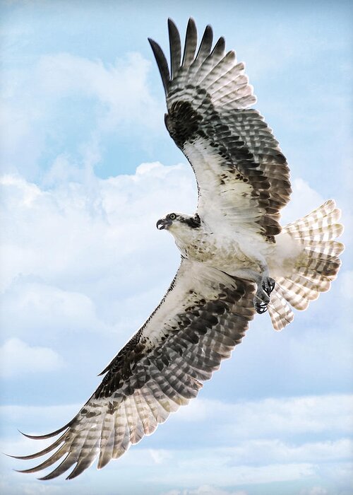 Osprey Greeting Card featuring the photograph In Flight by Athena Mckinzie