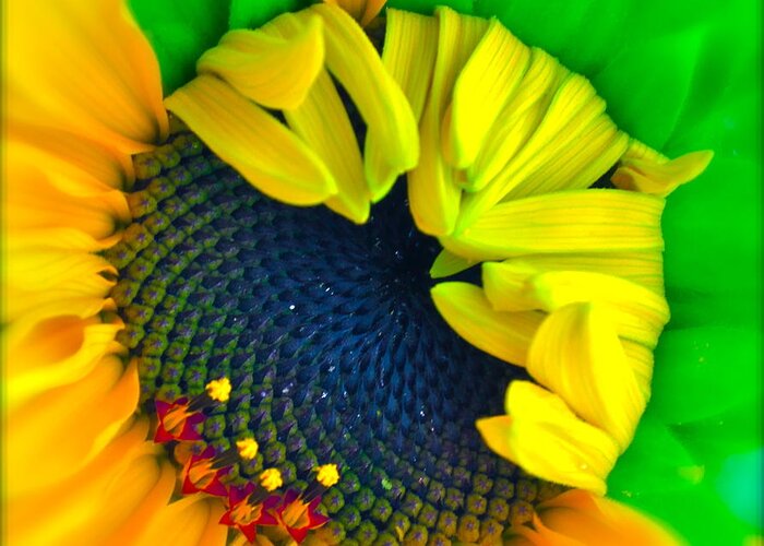 Photograph Of Sunflower Greeting Card featuring the photograph In the Beginning #1 by Gwyn Newcombe