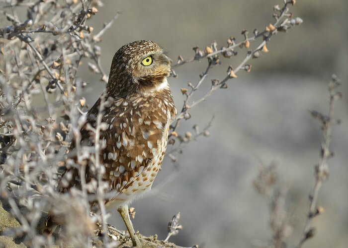 Burrowing Owl Greeting Card featuring the photograph In The Distance #1 by Fraida Gutovich