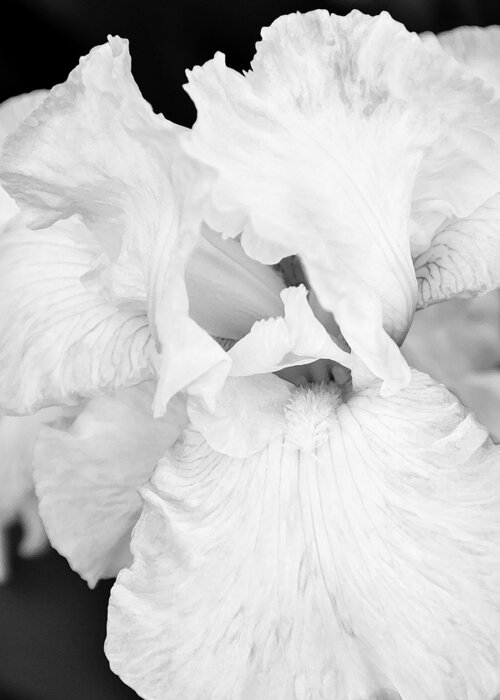 Iris Greeting Card featuring the photograph Iris Innocence BW #1 by Angelina Tamez