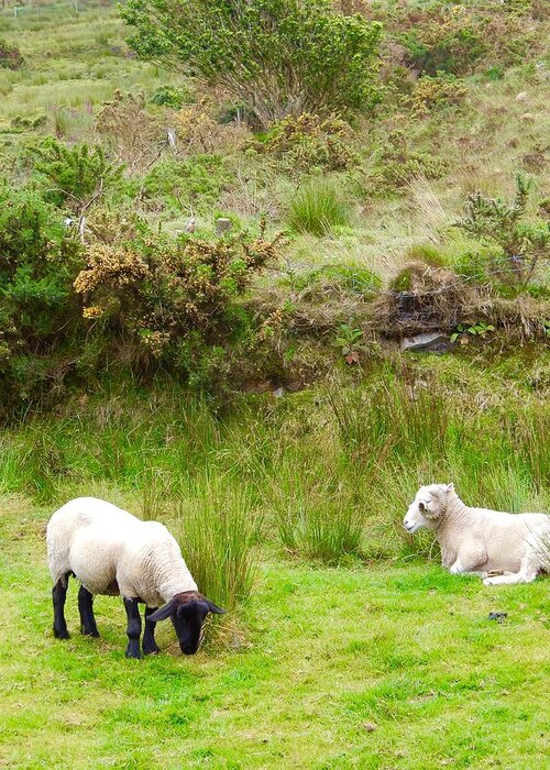 Sheep Greeting Card featuring the photograph Irish Sheep by Sue Morris