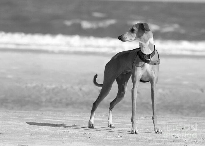 Black And White Greeting Card featuring the photograph Italian Greyhound on the Beach in Black and White #2 by Angela Rath
