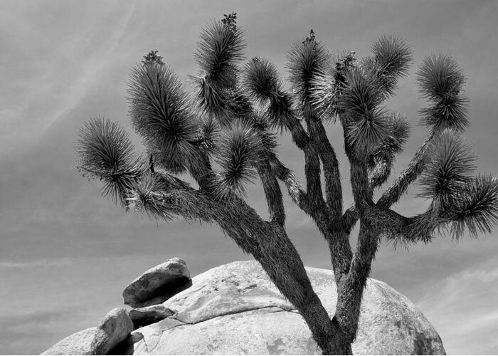 Tree Greeting Card featuring the photograph Joshua Tree #1 by Nathan Abbott
