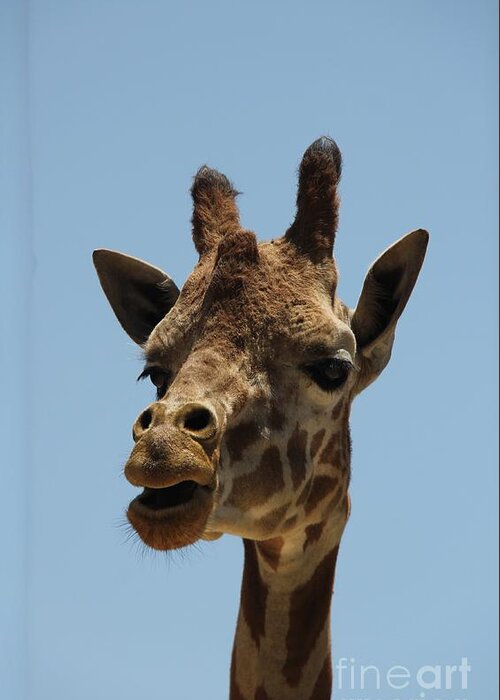 Giraffe Greeting Card featuring the photograph Just a face #1 by Yumi Johnson