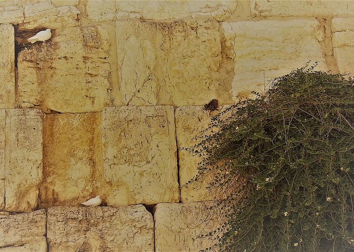Peaceful Doves At The Kotel Greeting Card featuring the photograph Kotel Sunshine Day #1 by Julie Alison