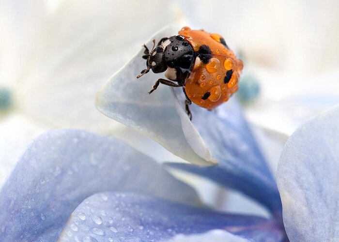 Ladybug Greeting Card featuring the photograph Ladybug by Nailia Schwarz