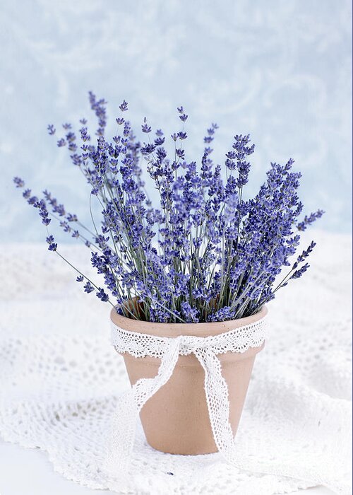 Lavender Greeting Card featuring the photograph Lavender #1 by Stephanie Frey