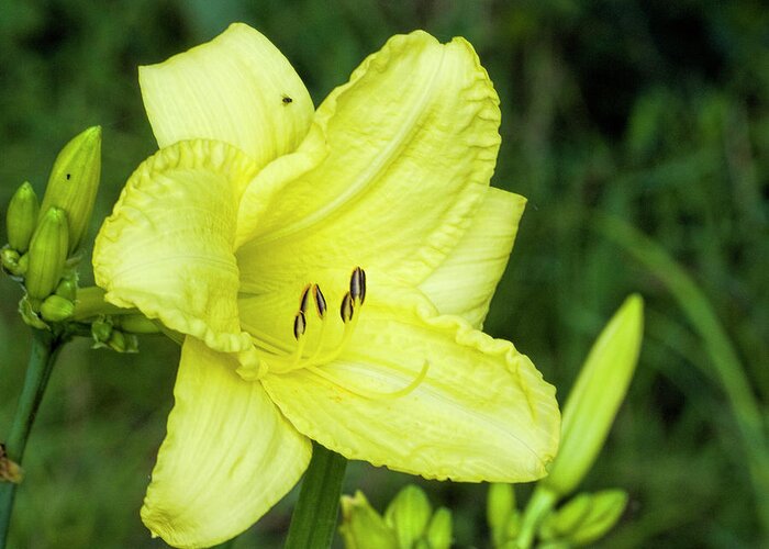 Daylily Greeting Card featuring the photograph Lemon Yellow Daylily #1 by Kathy Clark