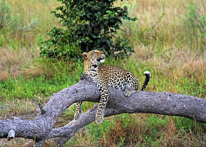 Leopard Greeting Card featuring the photograph Leopard - Botswana, Africa by Richard Krebs