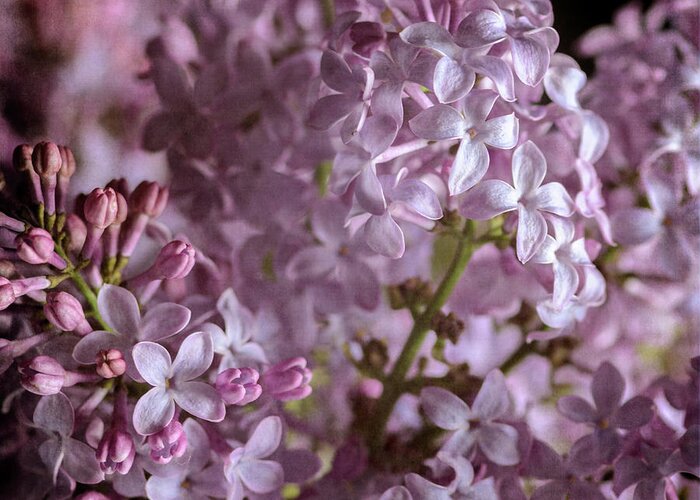 Lilacs Greeting Card featuring the photograph Lilac Bouquet II by Tamara Becker