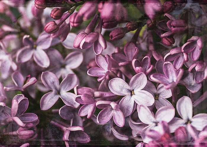 Lilac Greeting Card featuring the photograph Lilacs #1 by Cindi Ressler