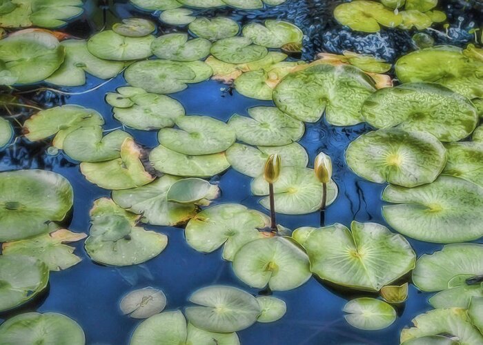 Lily Pads Greeting Card featuring the photograph Lily Pads #1 by Ann Powell