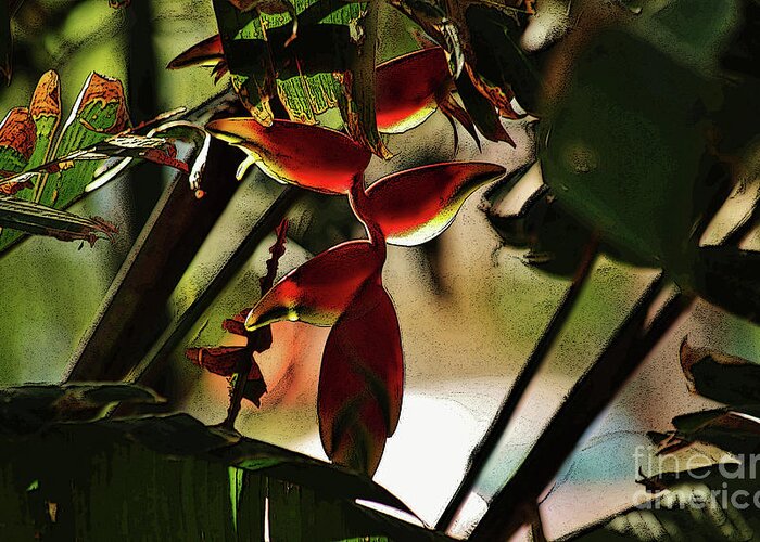 Lobster Claw Flower Greeting Card featuring the photograph Lobster Claw Heliconia #1 by Craig Wood