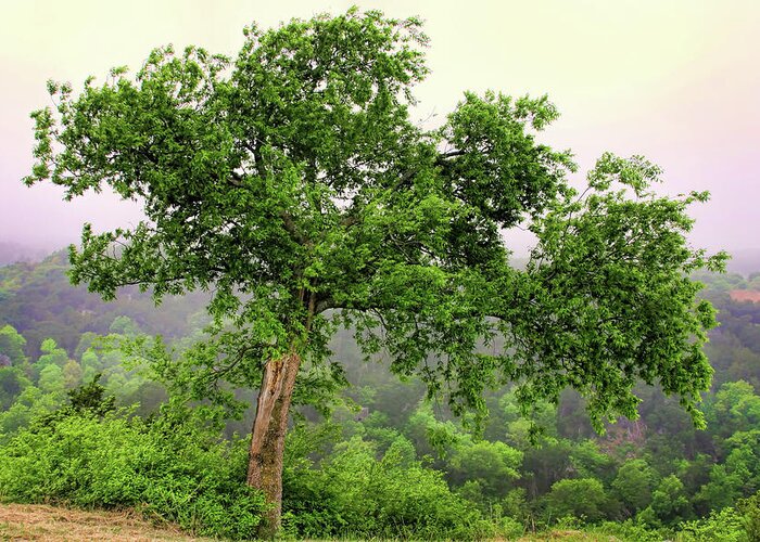 Trees Greeting Card featuring the photograph Lone Tree #1 by Joan Bertucci