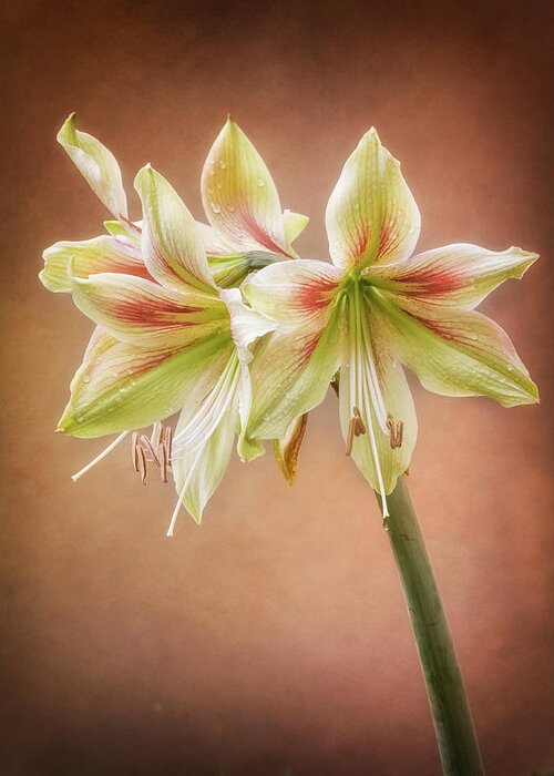 Flowers Greeting Card featuring the photograph Three blooms of Amaryllis by Usha Peddamatham