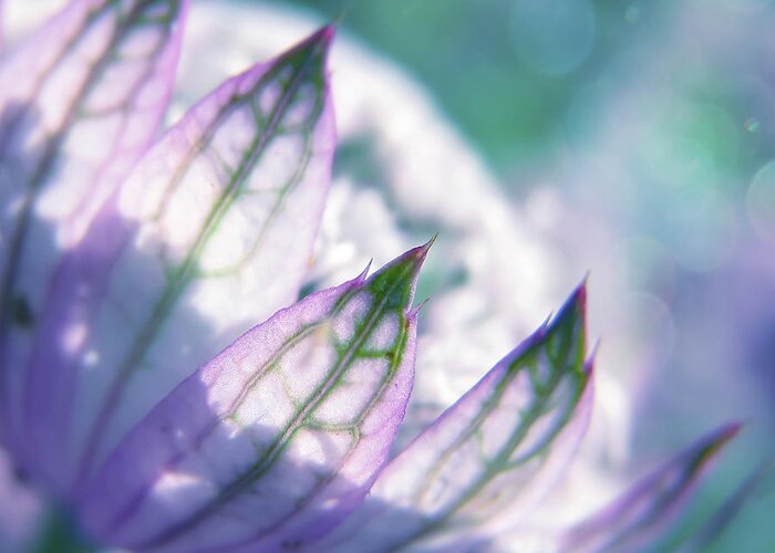 Astrantia Major Greeting Card featuring the photograph Lost In A Daydream #1 by John Poon