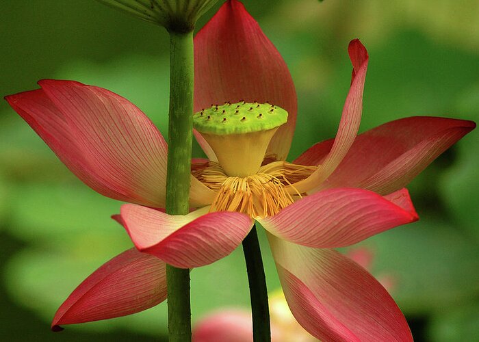 Lotus Greeting Card featuring the photograph Lotus Flower #1 by Harry Spitz