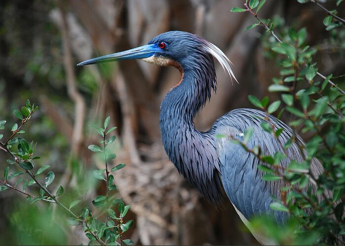 Names Of Birds Greeting Card featuring the photograph Louisiana Heron #1 by Skip Willits