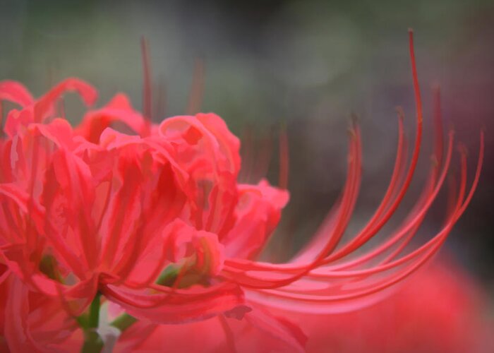 Artist Greeting Card featuring the photograph Lycoris Radiata #1 by Patricia Montgomery