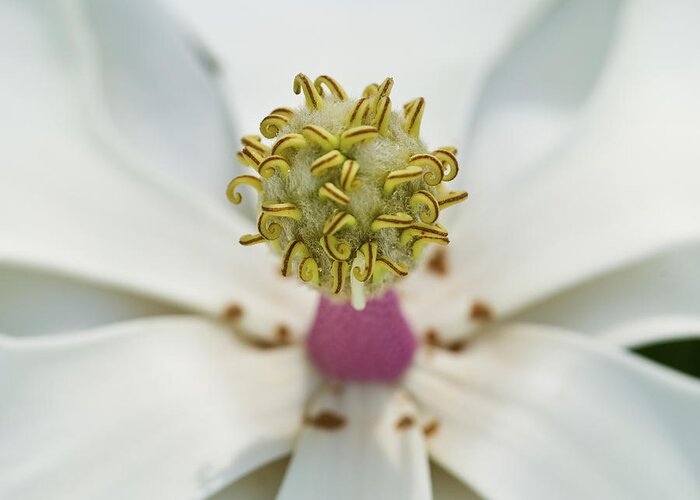 Magnolia Bloom Greeting Card featuring the photograph Magnolia Bloom #1 by Rich Franco