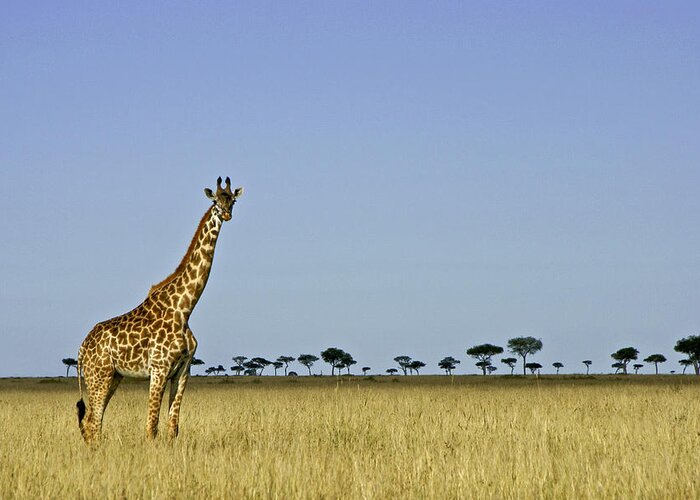 Africa Greeting Card featuring the photograph Majestic Giraffe #1 by Michele Burgess