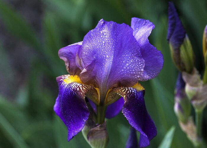Iris Greeting Card featuring the photograph Majesty #2 by Doug Norkum