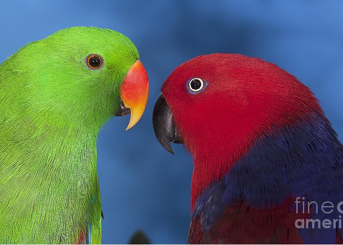 Adult Greeting Card featuring the photograph Male And Female Eclectus Parrots #1 by Gerard Lacz