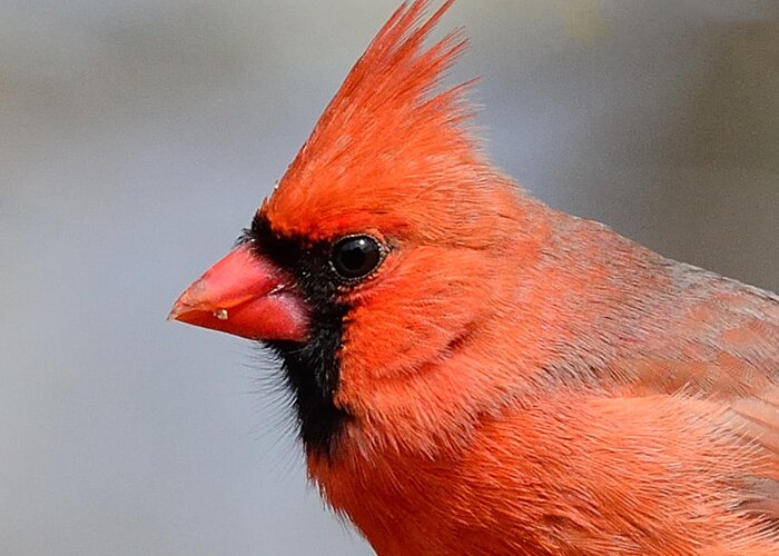 Male Cardinal Greeting Card featuring the photograph Male Cardinal #1 by Diane Giurco