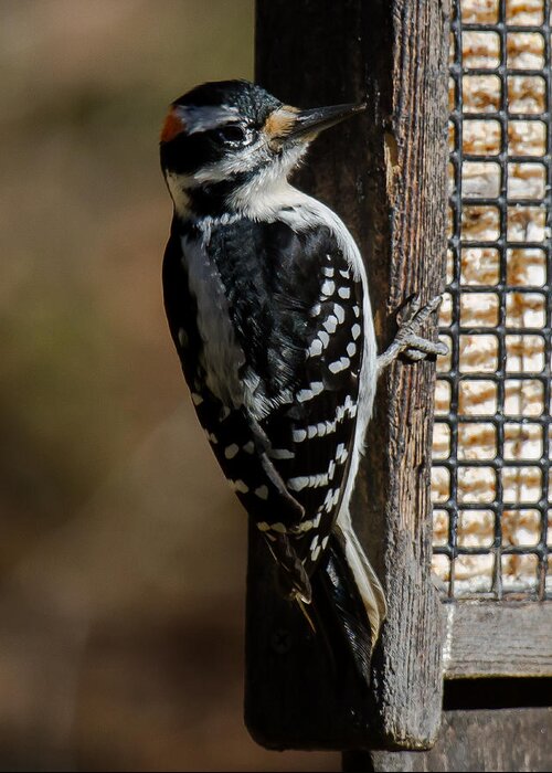 Hairy Woodpecker Greeting Card featuring the photograph Male Hairy Woodpecker #1 by Robert L Jackson