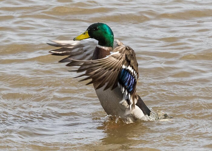 Male Greeting Card featuring the photograph Male Mallard by Holden The Moment